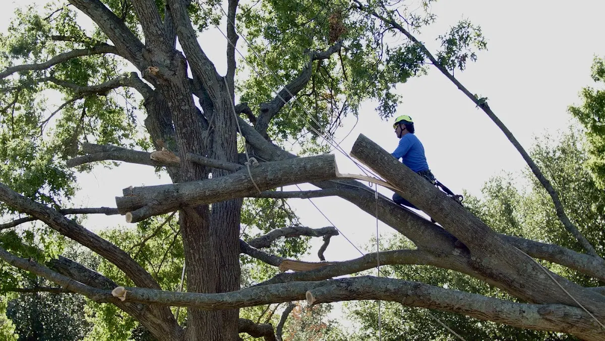 Professional Hazardous Tree Removal performed by certified arborists in Industry