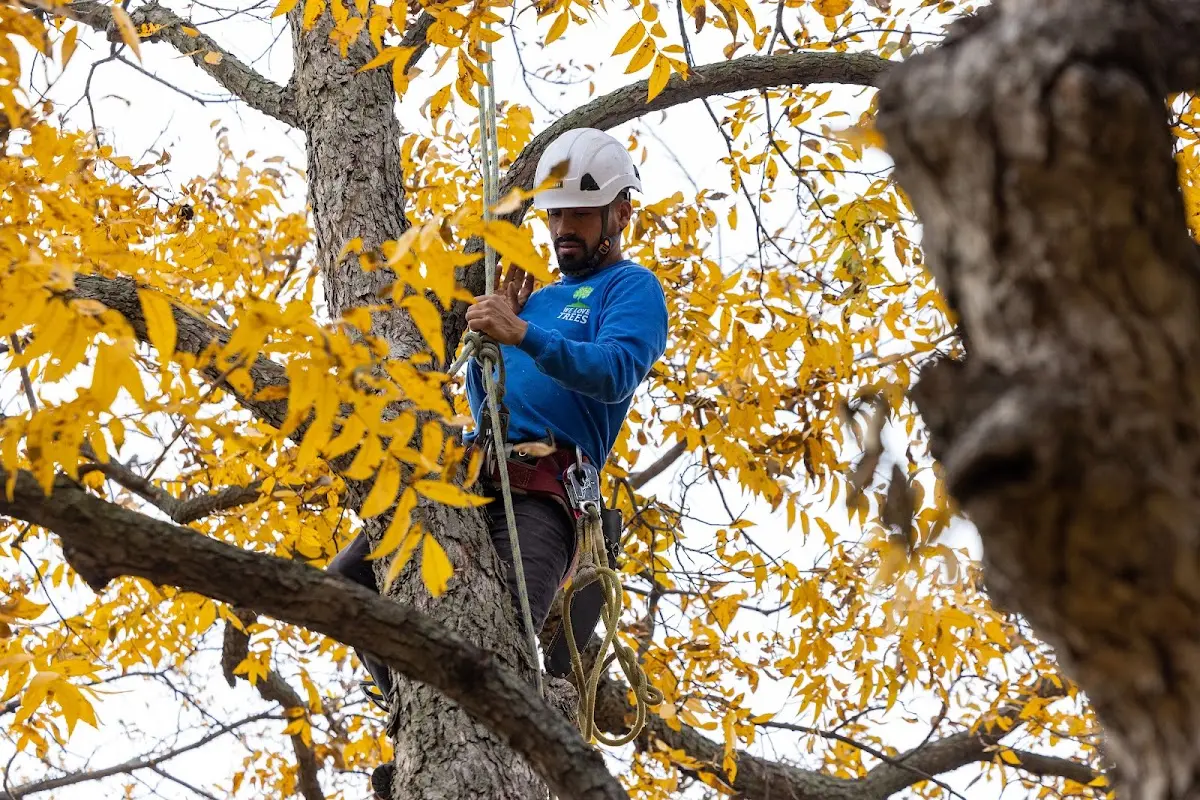 Skilled Tree Pruning crew working in Industry